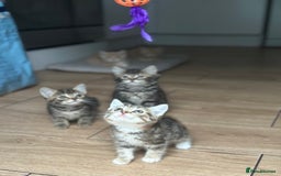 Mixed Breed cats for sale: Gorg loving kitties 4 the best homes only  - Image 6