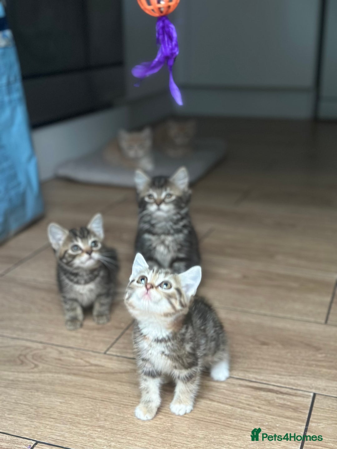 Mixed Breed cats for sale: Gorg loving kitties 4 the best homes only  - Image 6