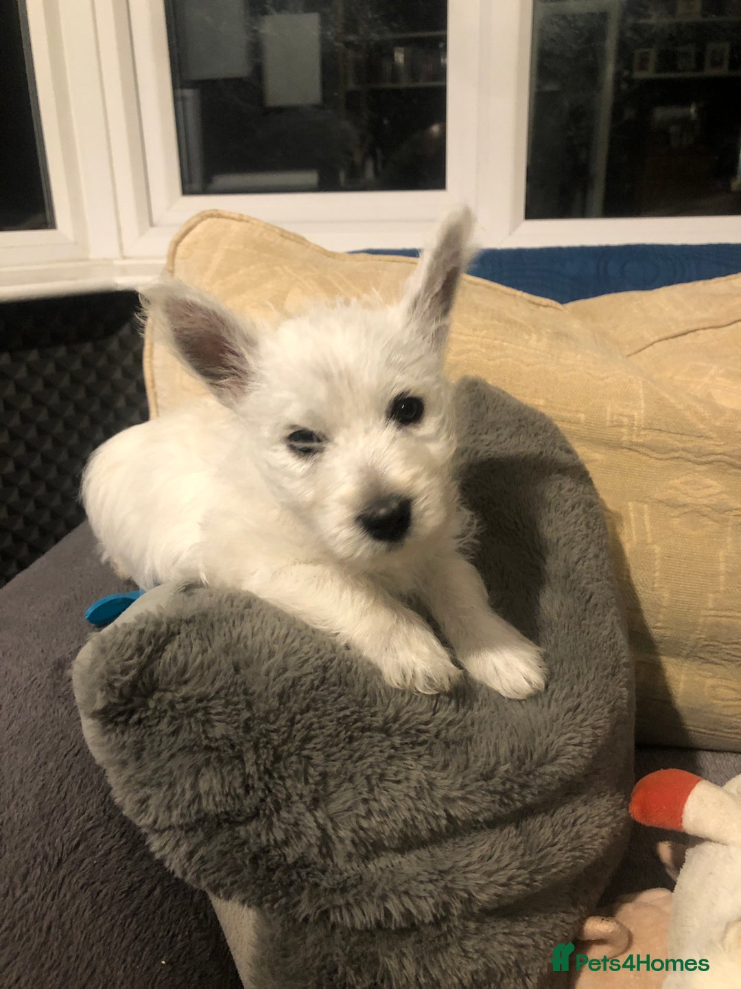 West Highland Terrier dogs for sale: Beautiful west highland puppies for sale - Image 28