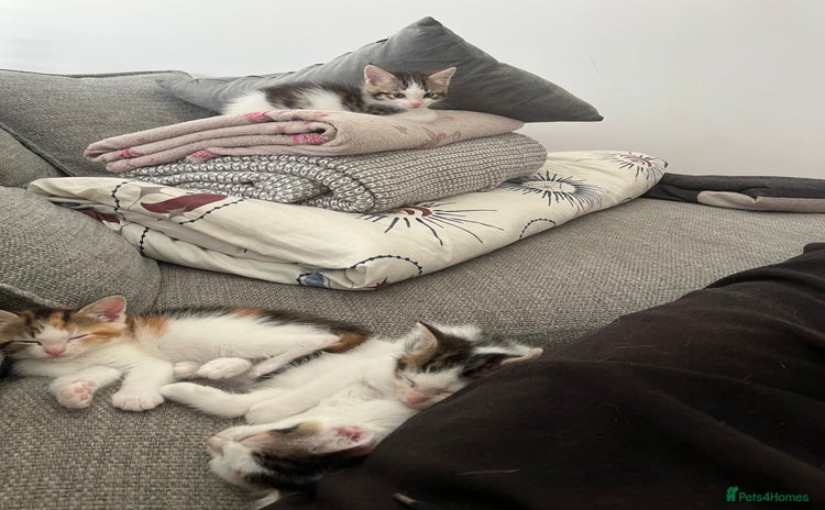 Maine Coon cats - Advert 4