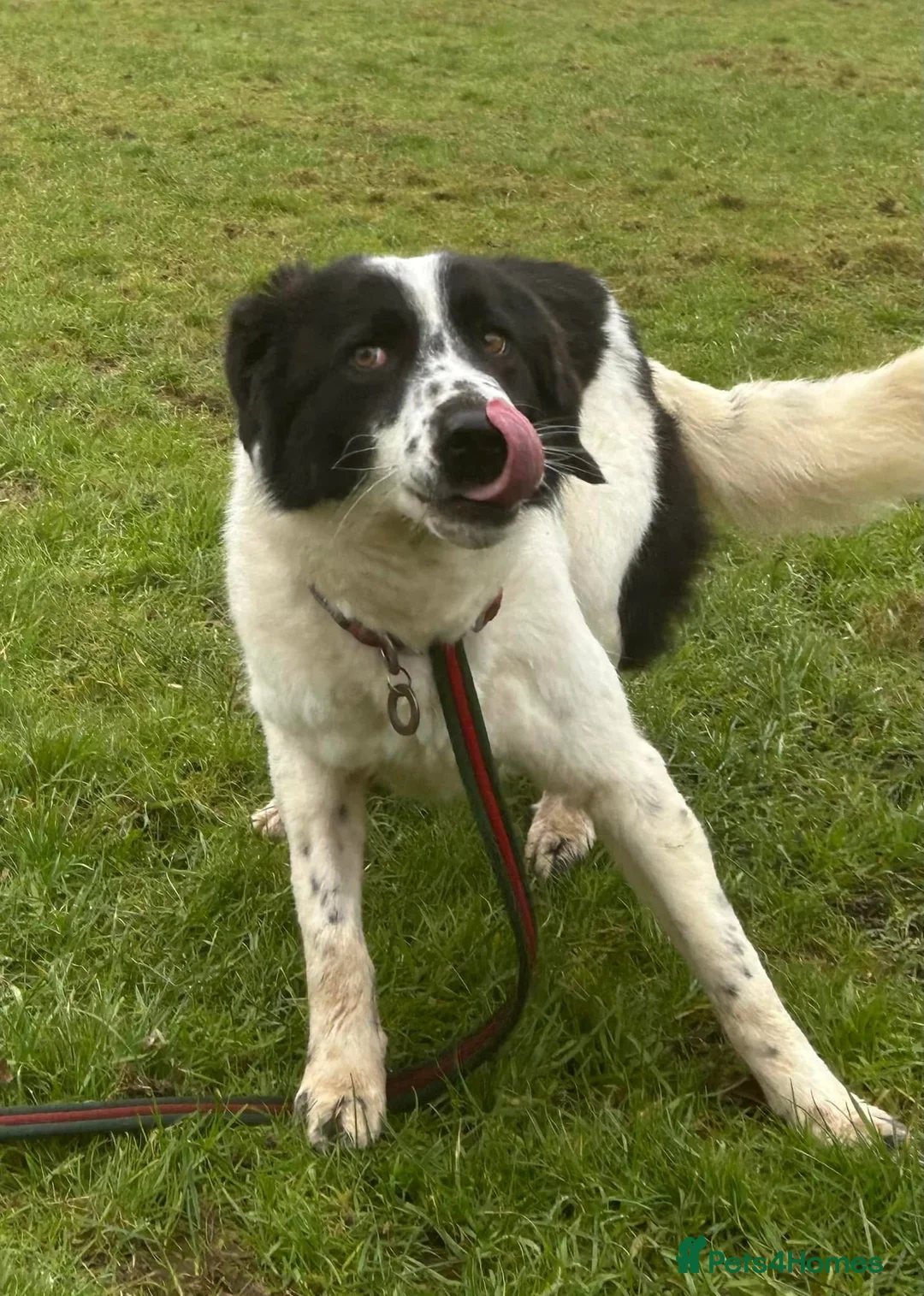 Mixed Breed dogs for adoption: Magpie - Norwich Norfolk  in Norwich - Advert 7
