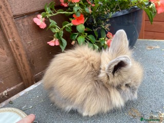 Lionhead rabbits - Advert 16