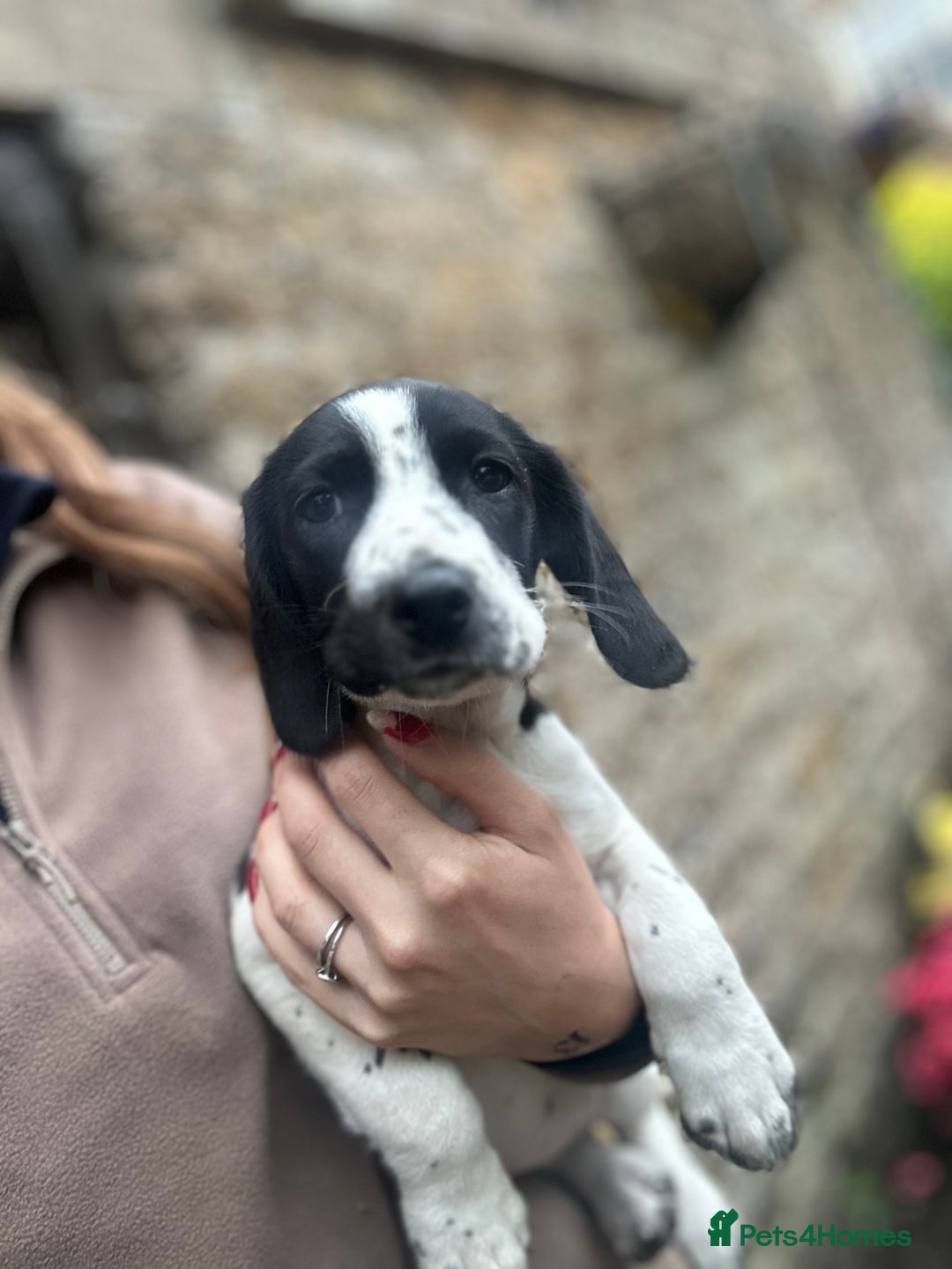 Springador dogs for sale: Springador puppies for sale  - Image 2