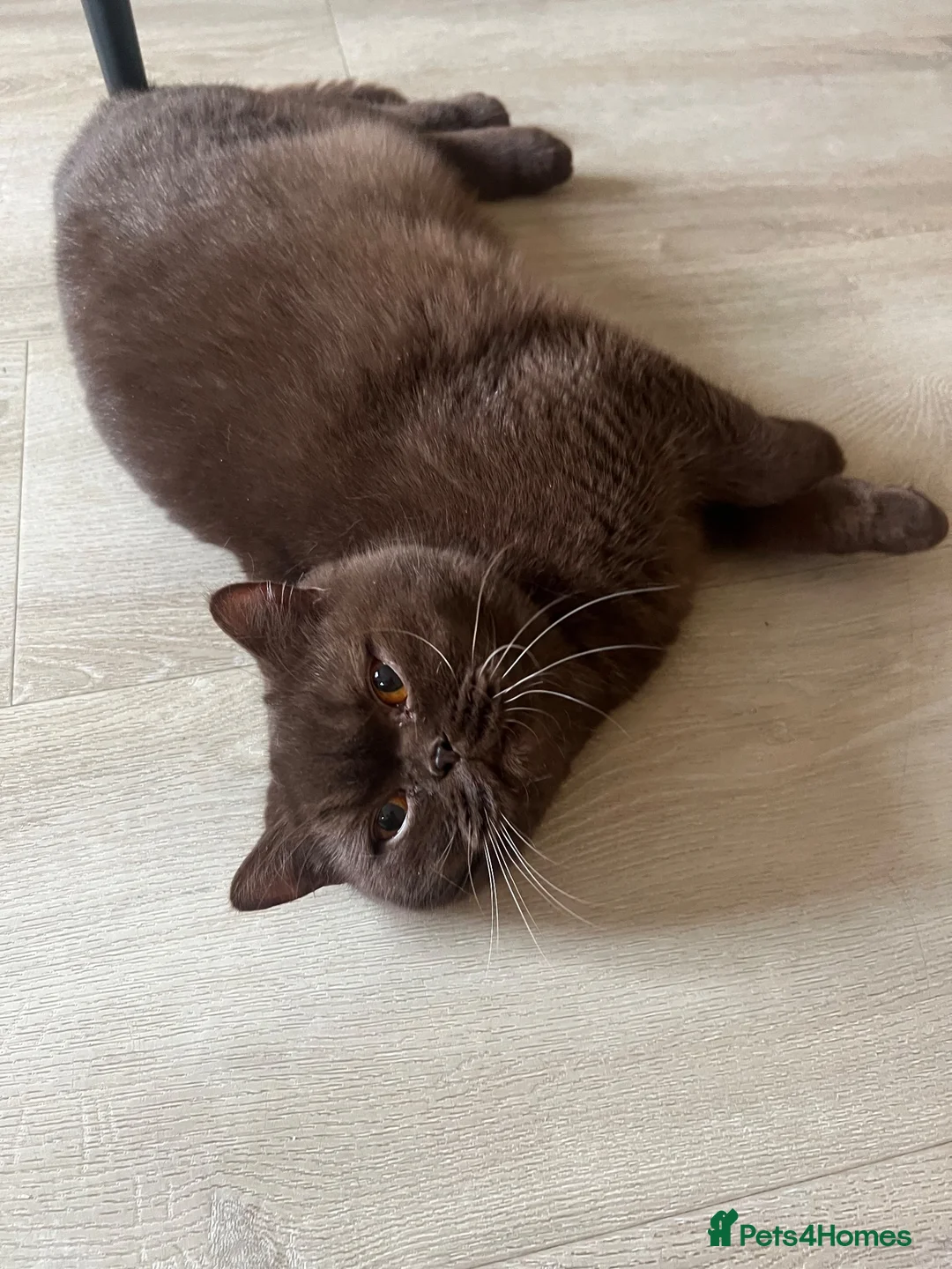 British Shorthair cats for sale: Chocolate British short hair girl 🤎🩷 - Advert 14