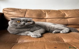 Scottish Fold cats for sale: Beautiful Scottish Fold - Blue Boy  - Image 2