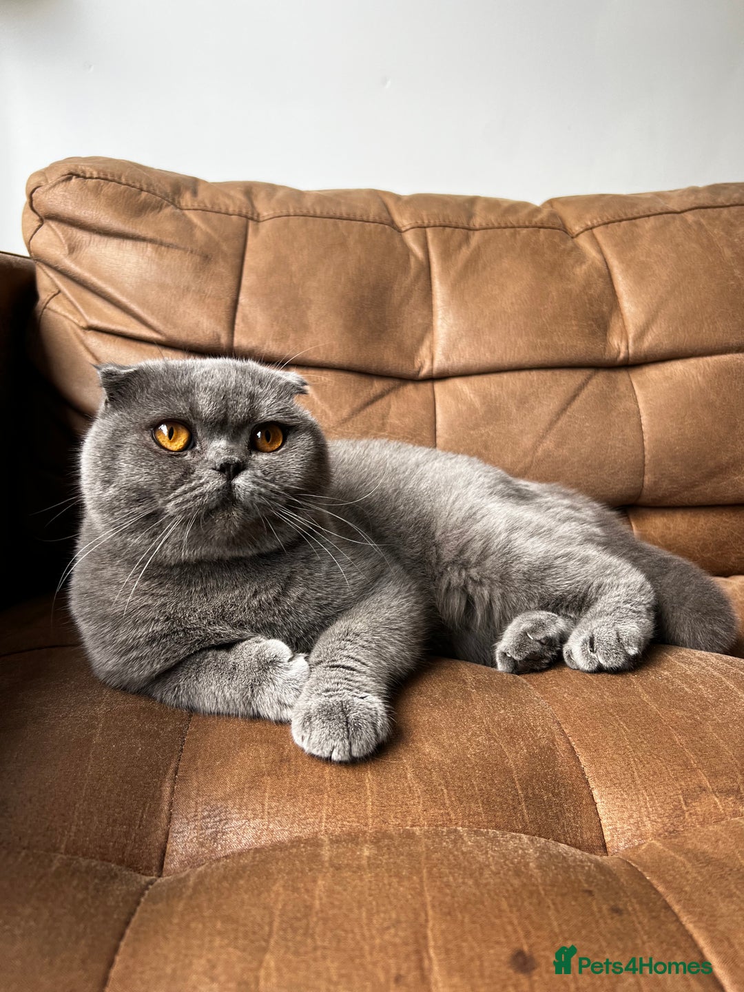 Scottish Fold cats for sale: Beautiful Scottish Fold - Blue Boy  - Image 2