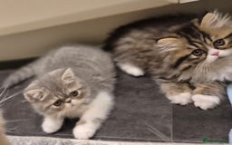 Exotic cats for sale: Exotic longhair and short hair kittens  - Image 10