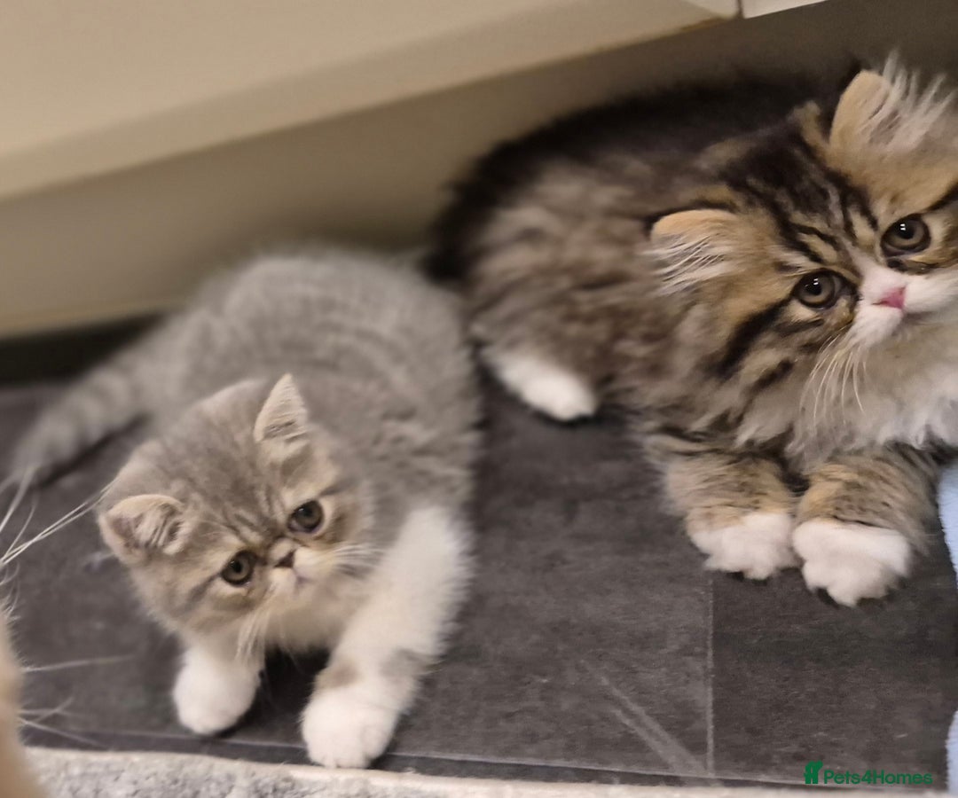 Exotic cats for sale: Exotic longhair and short hair kittens  - Image 10