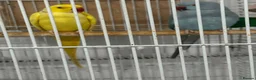 Ringnecks birds for sale: Very good  - Advert 6