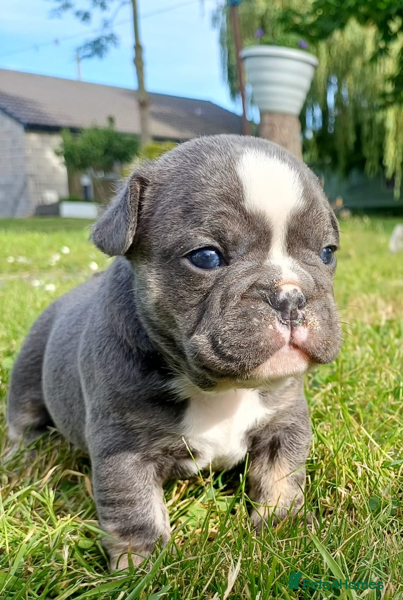 Mixed Breed dogs Stunning Merle French x English Bulldog puppies - Advert 1