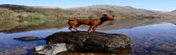 Patterdale Terrier dogs for stud: Stunning Red Patterdale Terrier, Derbyshire (Stud) in Alfreton - Advert 4