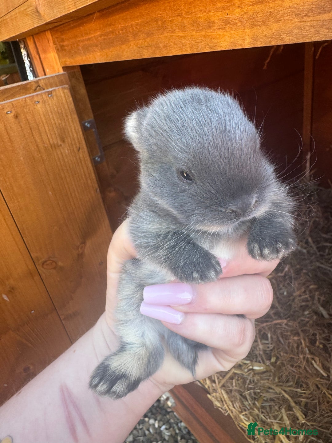 Netherland Dwarf rabbits for sale: Netherland dewarfs, ready to leave in 6 weeks  - Image 7
