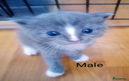 Ragdoll cats for sale: Ragdoll kittens  - Image 20