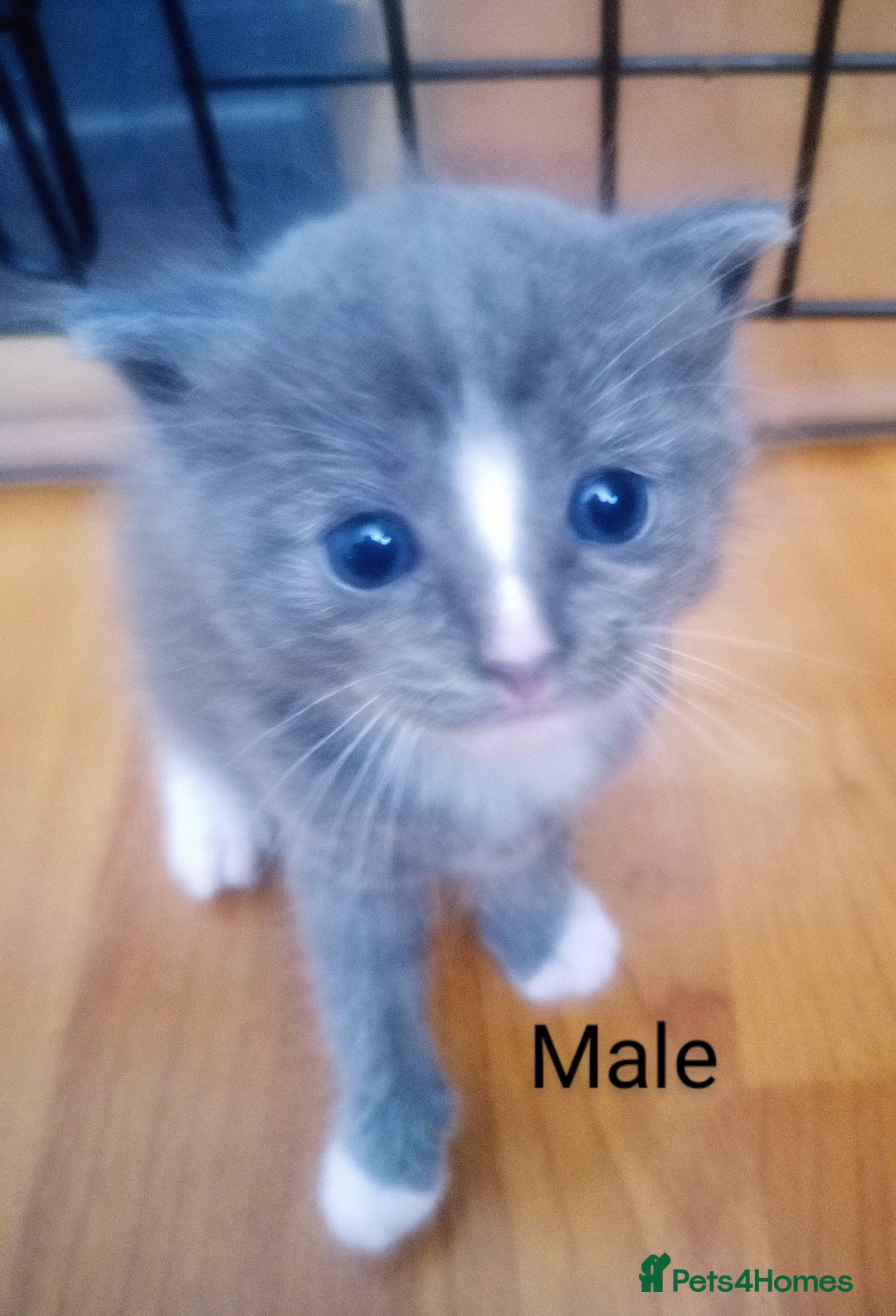 Ragdoll cats for sale: Ragdoll kittens  - Image 20