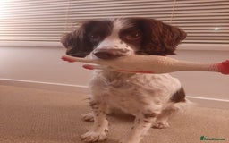 English Springer Spaniel dogs for sale: Beautiful 8 year old sadly for sale - Image 2