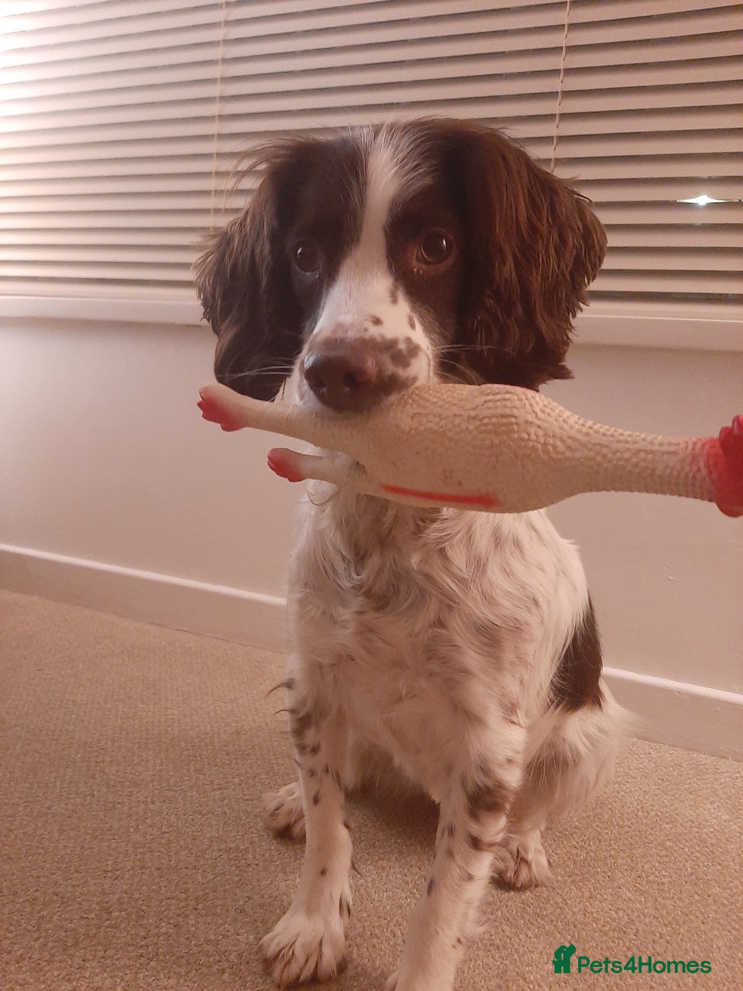 English Springer Spaniel dogs for sale: Beautiful 8 year old sadly for sale - Image 2