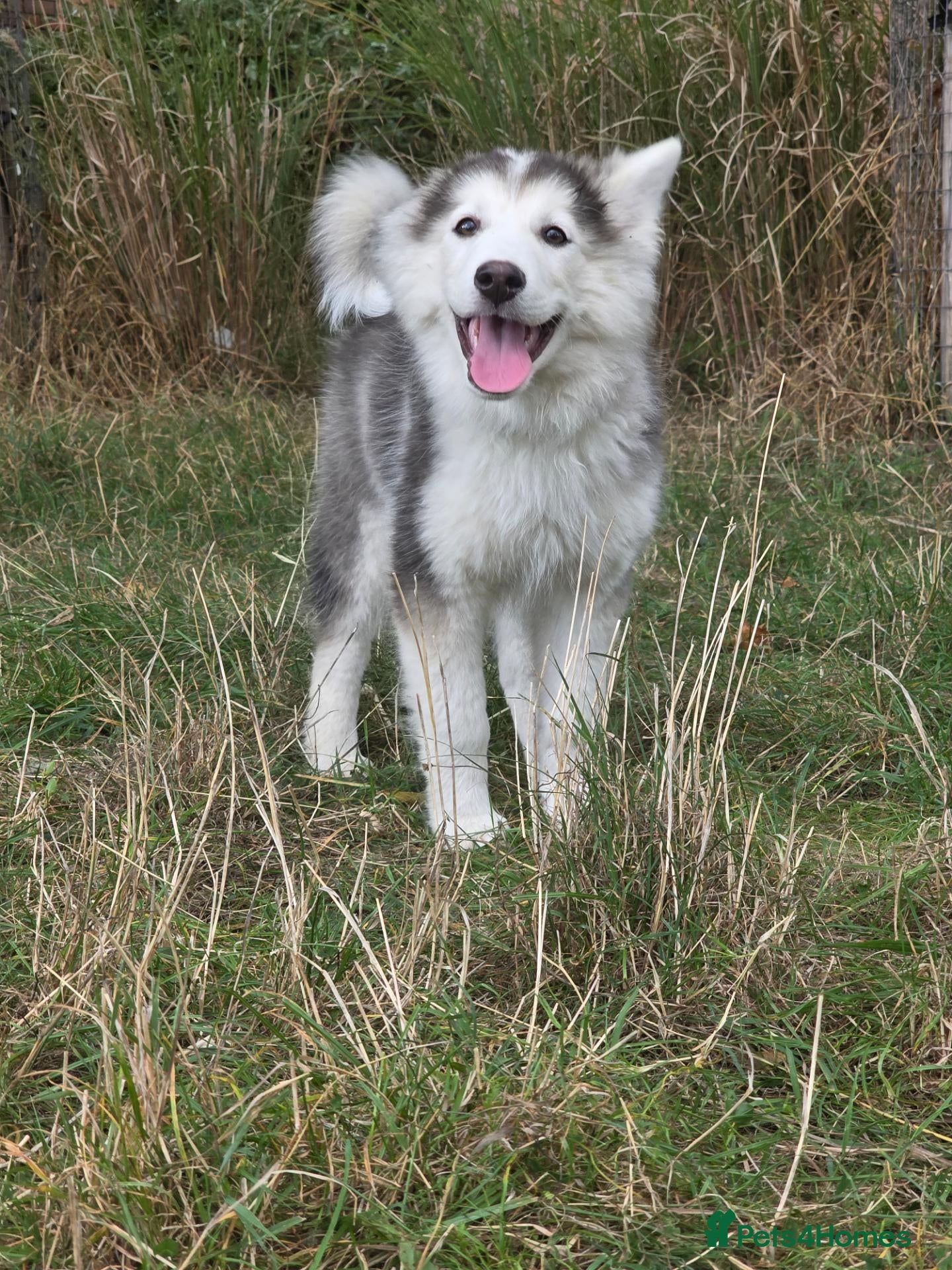 Siberian Husky dogs PLEASE READ THE DESCRIPTION CAREFULLY. - Advert 1