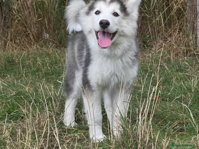 Siberian Husky dogs for sale: PLEASE READ THE DESCRIPTION CAREFULLY. - Advert 1