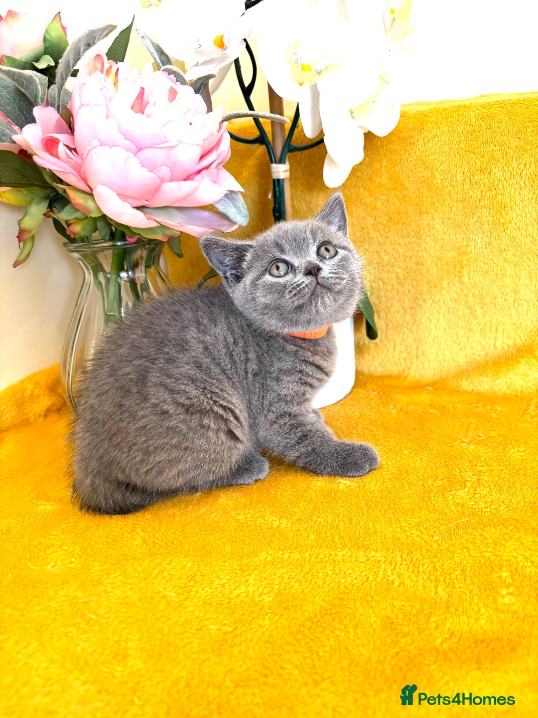 British Shorthair cats for sale: Top quality GCCF kittens  - Image 11