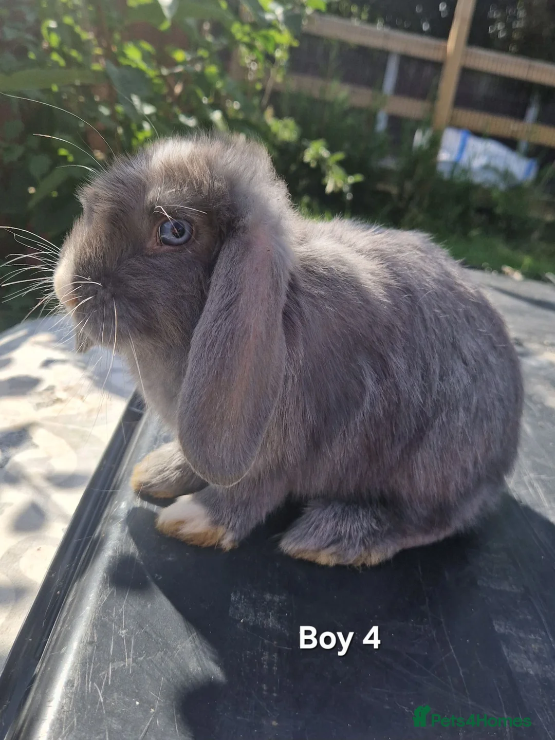 Mini Lop rabbits for sale: Mini Lops Ready Now - Advert 2