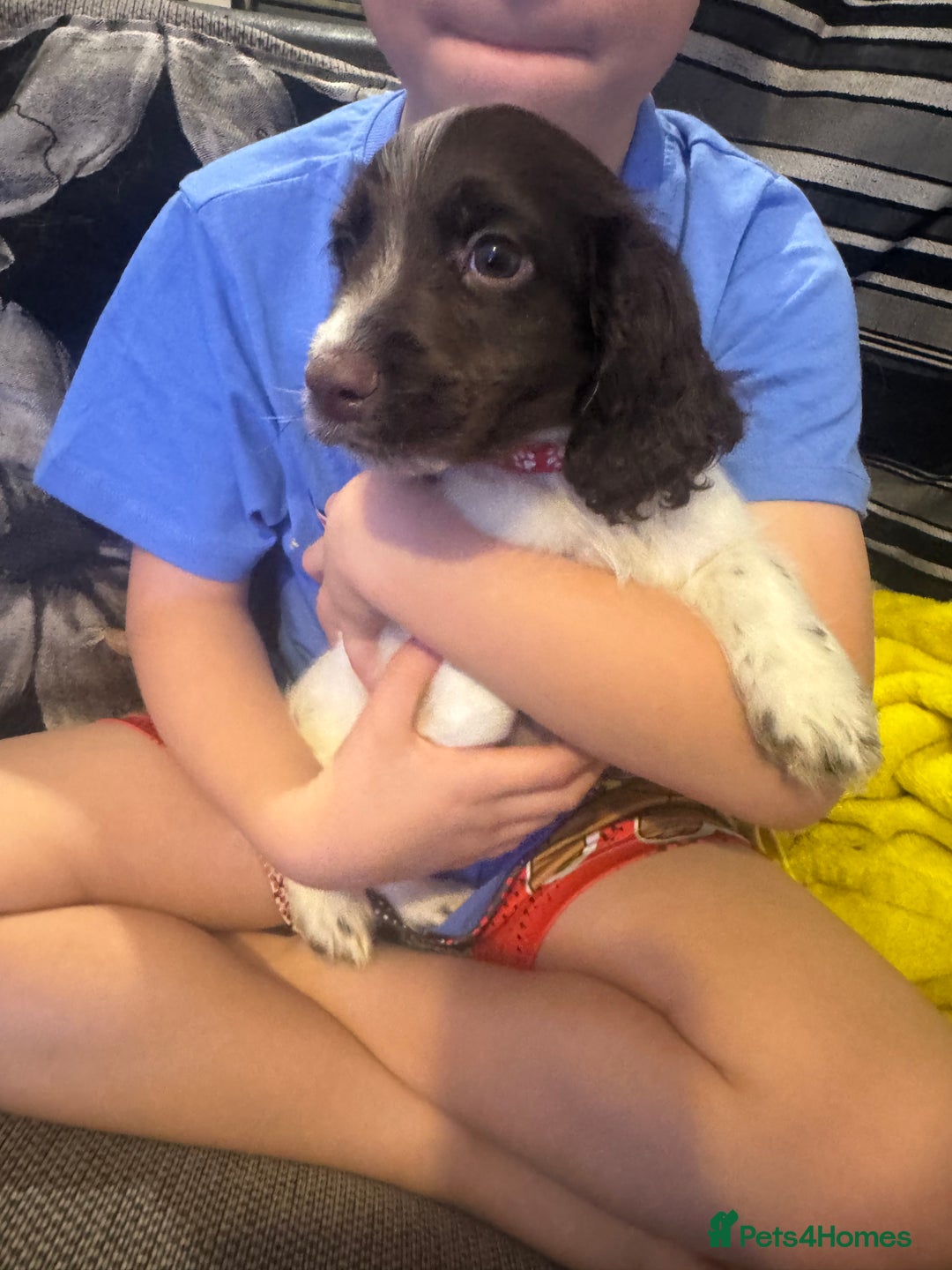 Sprocker dogs for sale: Gorgeous Sprocker spaniel puppy - Image 6