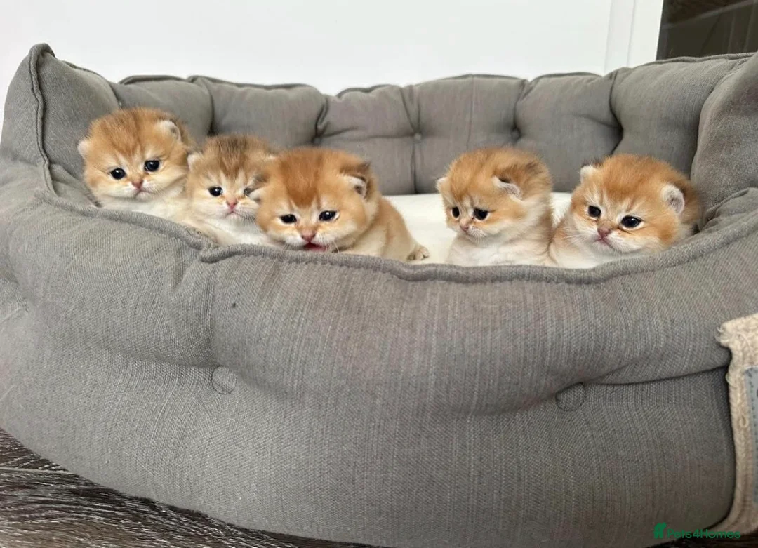 British Shorthair cats for stud: SHOW QUALITY STUD-BSH GOLDEN CHINCHILLA NY11 - Advert 9