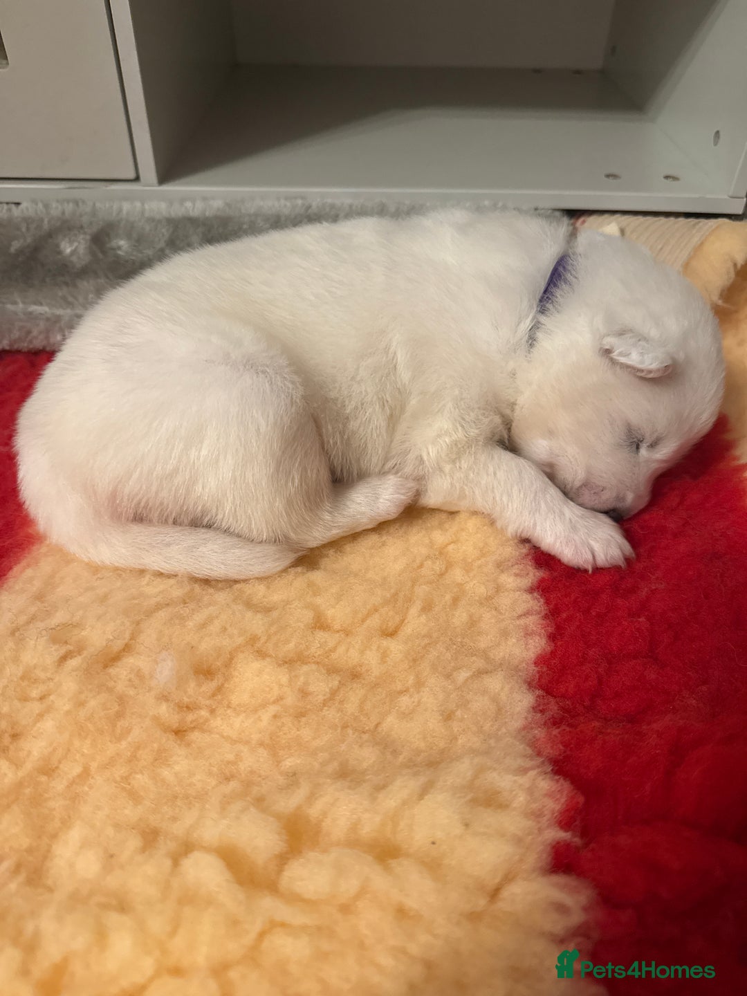 Samoyed dogs for sale: Beautiful Pure Breed Samoyed Puppies - Image 19