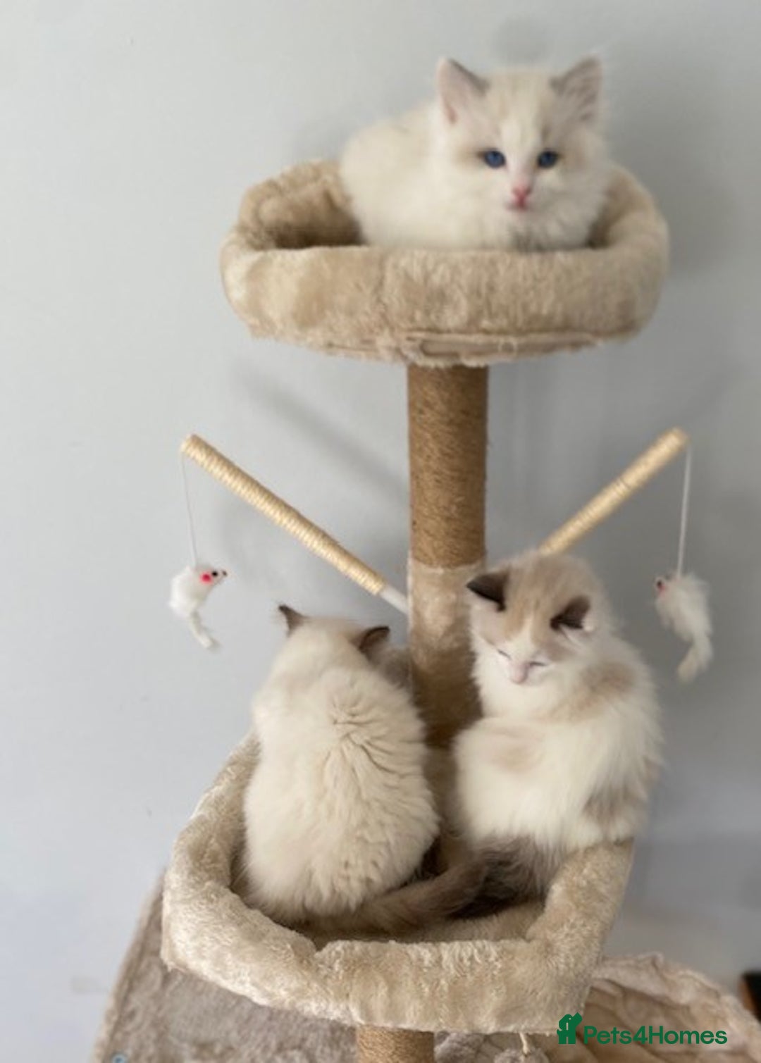 Ragdoll cats for sale: TICA REGISTERED PUREBRED RAGDOLL KITTENS AVAILABLE - Advert 8