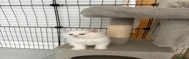 Ragdoll 1