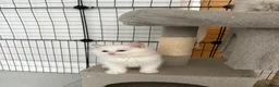 Ragdoll cats for sale: Beautiful ragdoll kittens  - Advert 14