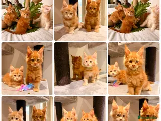 Maine Coon cats Maine Coon XXL - Advert 5