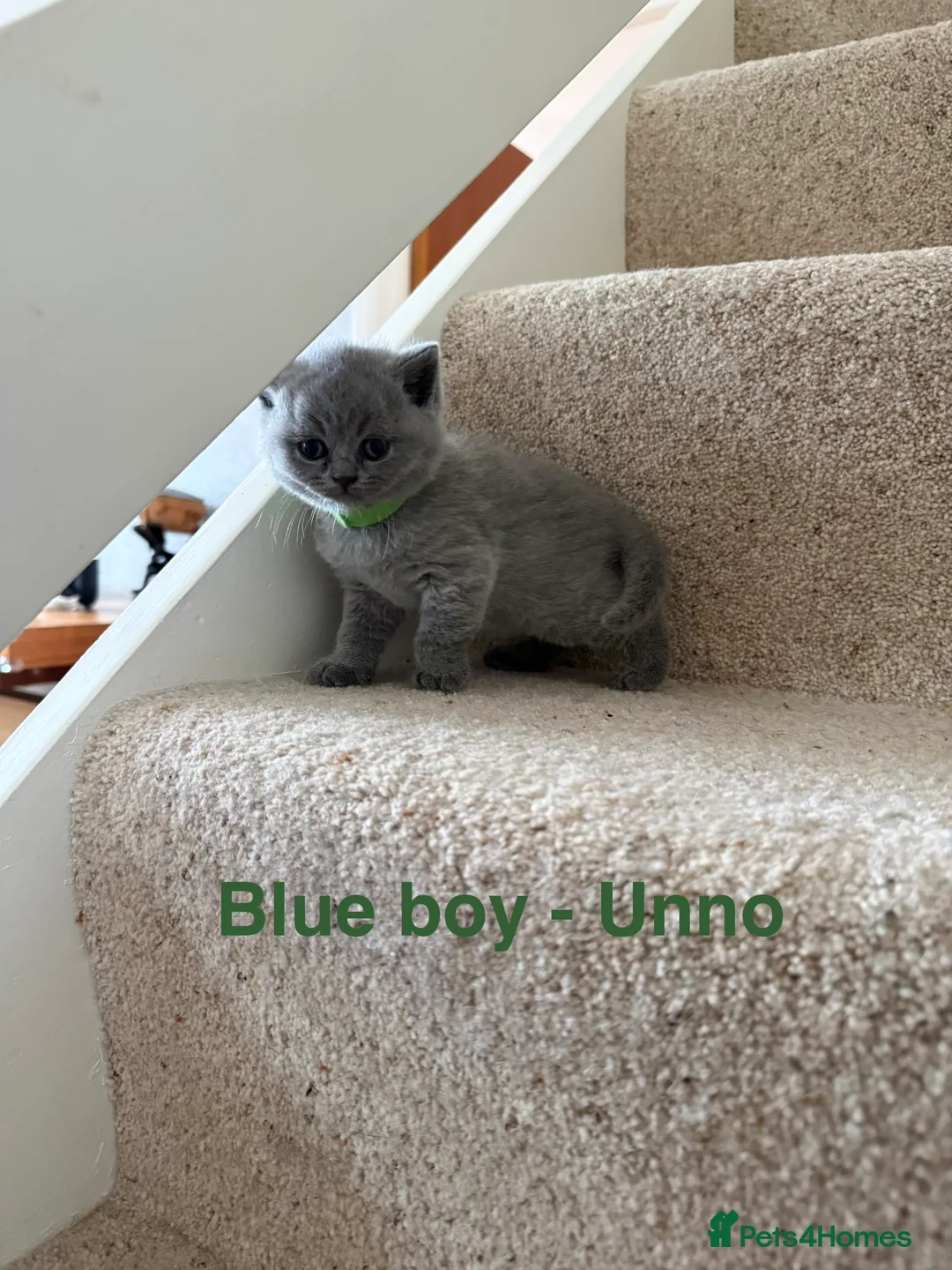 British Shorthair cats for sale: Stunning GCCF BSH - Tortie and Bi colour  - Advert 7