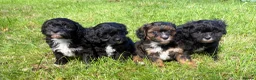 Cavapoo dogs for sale: Beautiful F1 Cavapoo Puppies - 1 Girl 3 Boys in Gosport - Advert 16