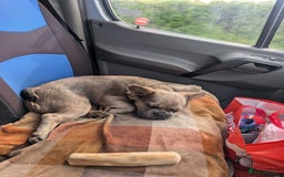 French Bulldog dogs for sale: 11 month old fluffy french bulldog called Hewie  - Image 4