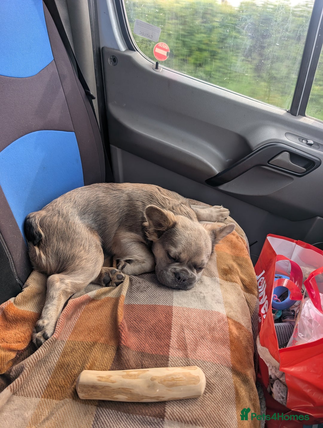 French Bulldog dogs for sale: 11 month old fluffy french bulldog called Hewie  - Image 4