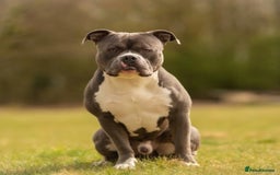 American Bully dogs for sale: American Bully, Standard, 6yo, GrCh bloods - Image 3