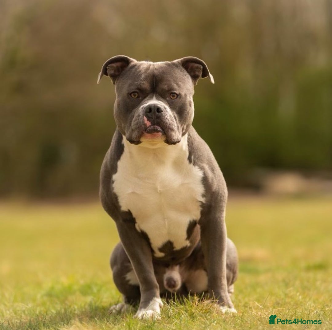 American Bully dogs for sale: American Bully, Standard, 6yo, GrCh bloods - Image 3