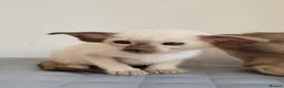 Oriental cats for sale: Modern type Oriental/siamese kittens  - Advert 5