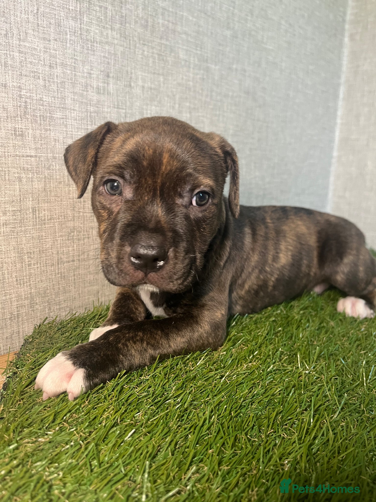 Staffordshire Bull Terrier dogs Staffordshire Bull Terrier  - Advert 7