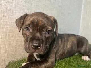 Staffordshire Bull Terrier dogs Staffordshire Bull Terrier - Advert 7