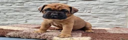 Bullmastiff dogs for sale: Bullmastiff puppies available gor new homes.. - Advert 3