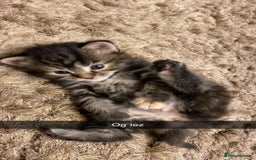 Mixed Breed cats for sale: Gorgeous coloured female kittens - Image 5