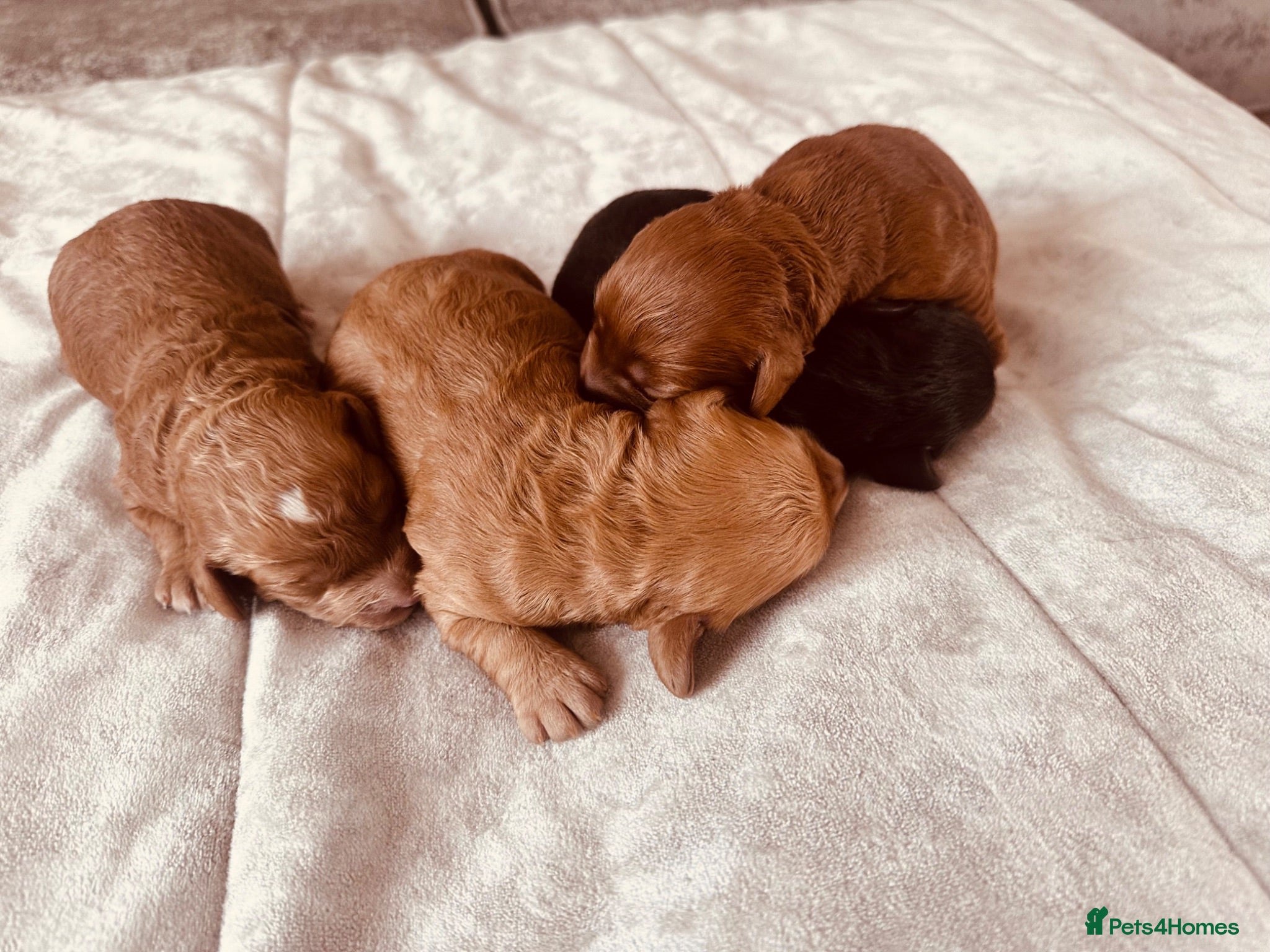 Cockapoo dogs Beautiful miniature cockapoos - Advert 2