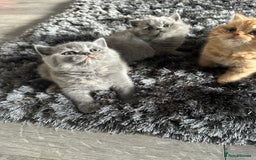British Shorthair cats for sale: GCCF registered British longhairs and Shorthairs - Image 15