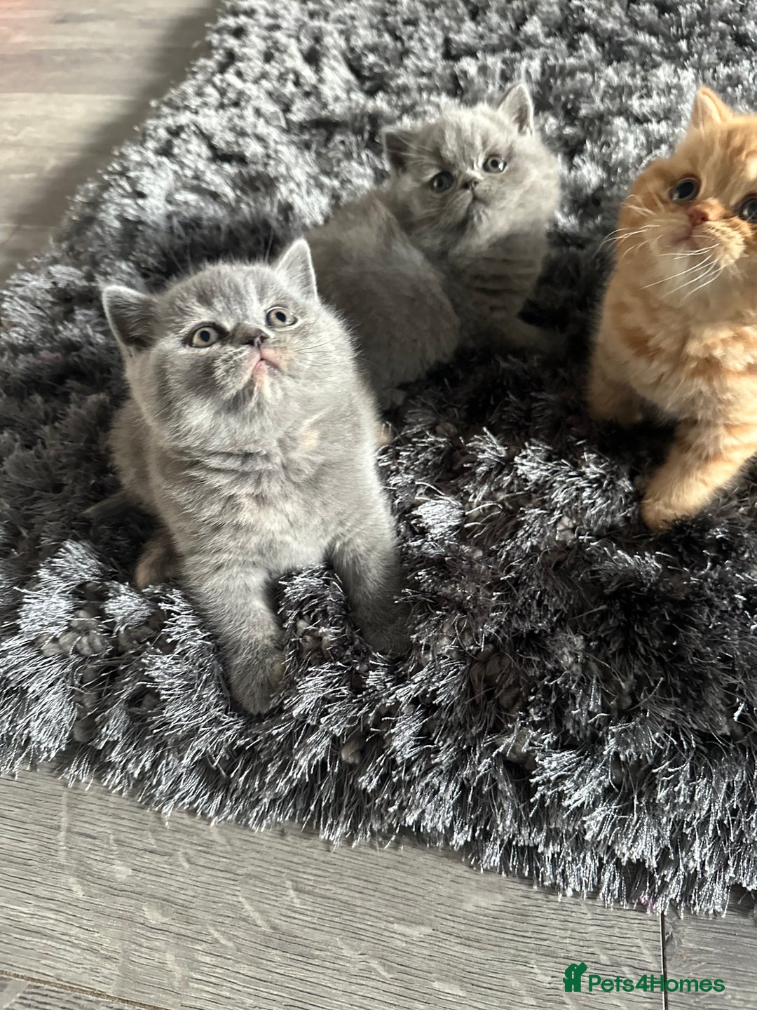 British Shorthair cats for sale: GCCF registered British longhairs and Shorthairs - Image 15