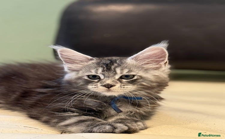 Maine Coon cats - Advert 3