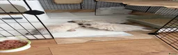 Ragdoll cats for sale: 4 ragdoll boys - Advert 17