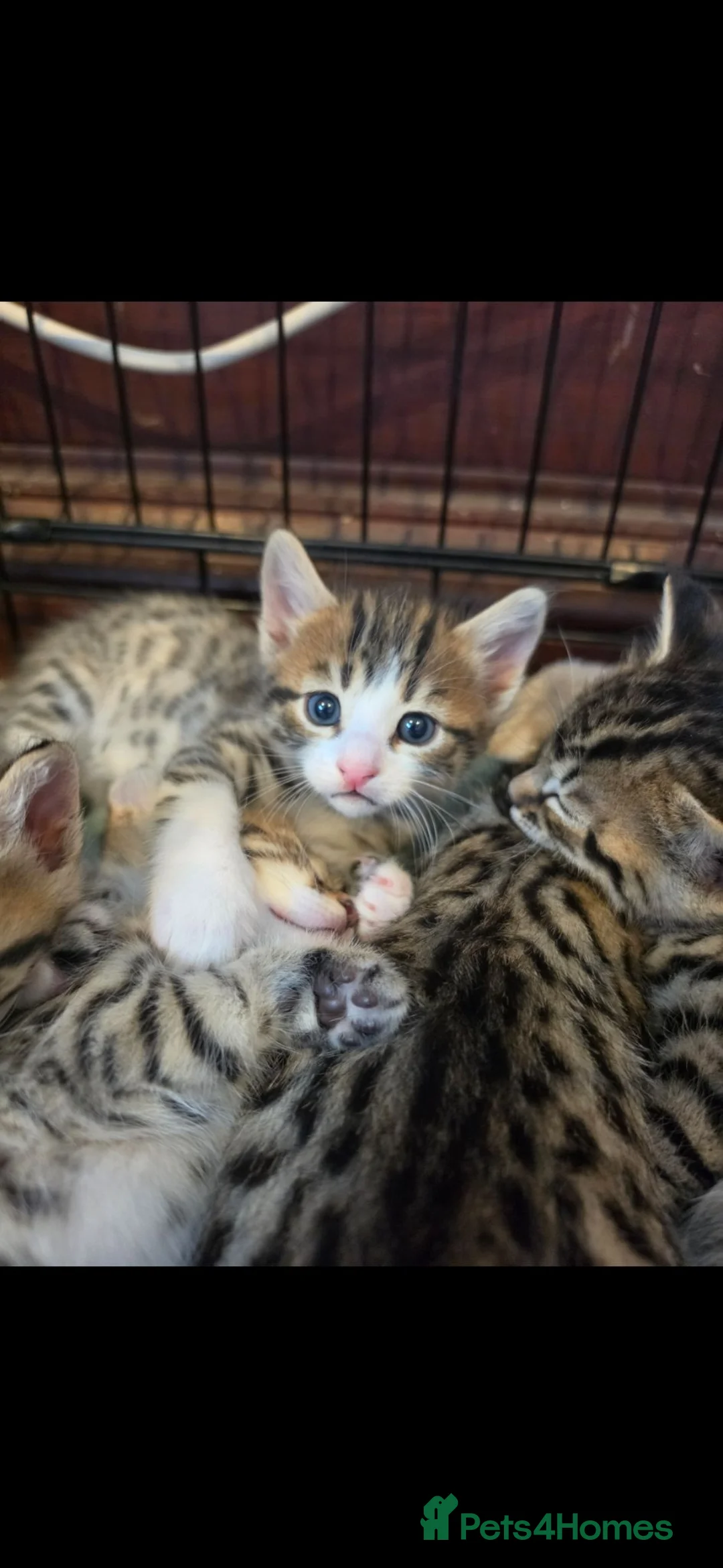 Bengal cats for sale: Beautiful Bengal cross boy - Advert 2