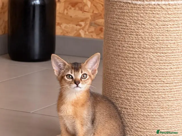 Abyssinian cats for sale: ABYSSINIAN Kittens – TICA Pedigree Parents - Advert 1