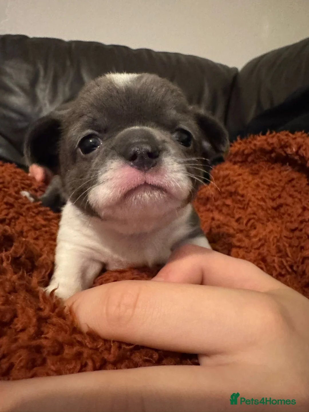 Chihuahua dogs for stud: Quality Russian import LC KC for stud in Torquay - Advert 10